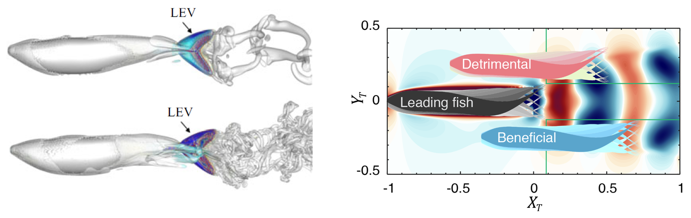 Leading-edge vortex map for beneficial fish-school configurations